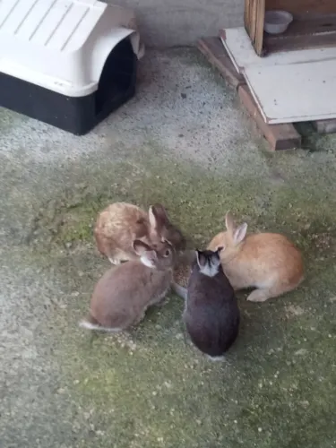 Doa-se coelhinhos 