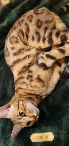 Gato bengal