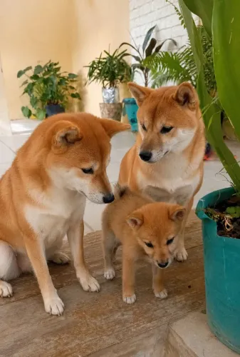 SHIBA INU Bebê (Fêmea) 