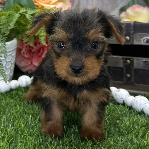 Yorkshire Terrier/ A inteligência dessa raça vai te surpreender diariamente