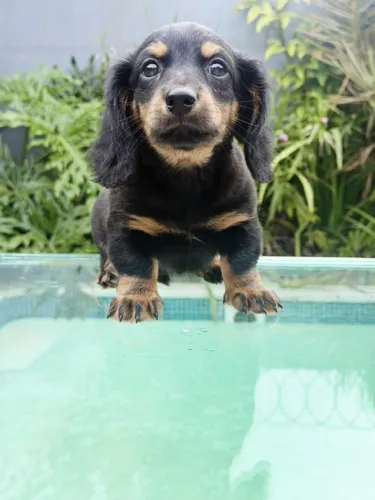 Dachshund pelo longo preto com canela 