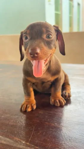 Dachshund macho