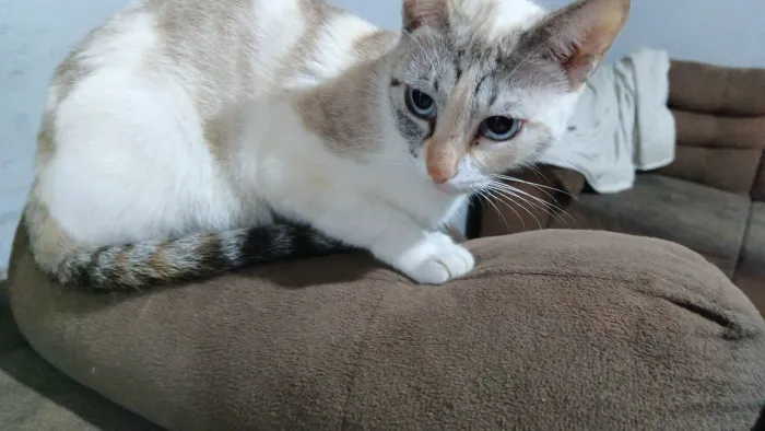 (DOAÇÃO) Gata fêmea rajada 