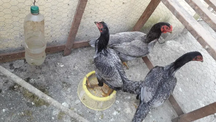 Frangas e Frangos