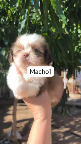 lindos filhotes de shih tzu a pronta entrega