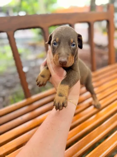 Doberman fêmea 