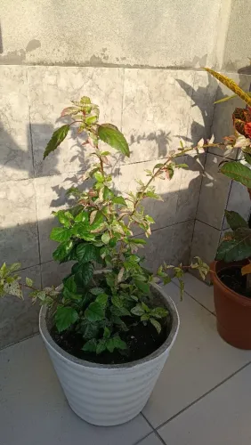 VENDO PLANTAS COM JARROS