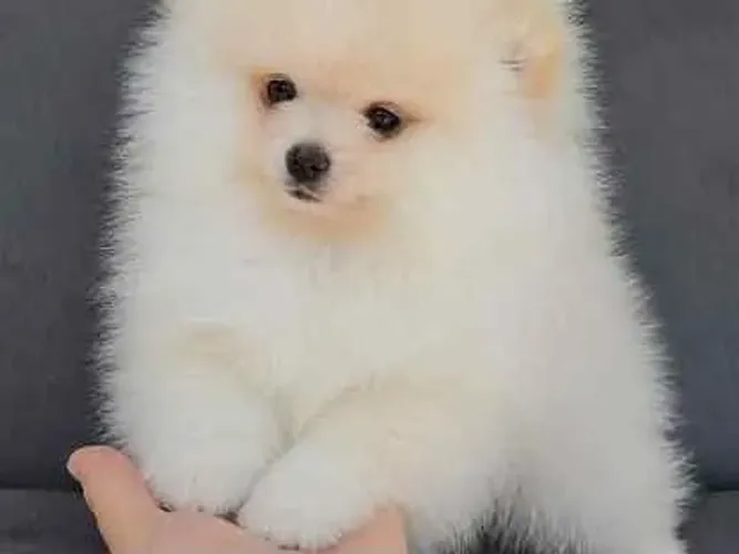 Spitz Alemão,Spitz Alemão Filhote Vacinado e Vermifugado