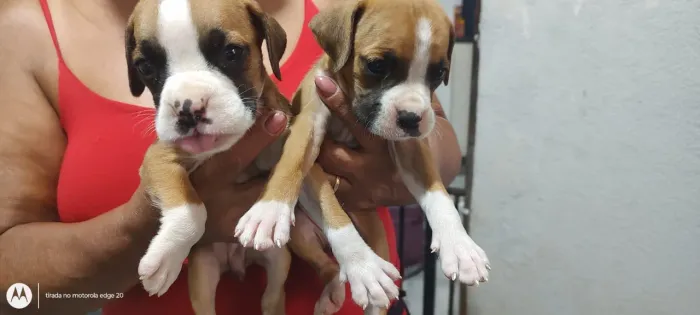 Boxer Puro - Filhotes Lindos