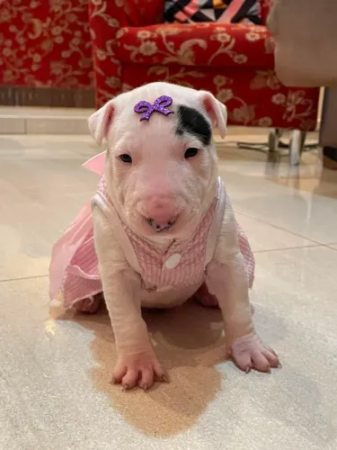 Filhote de Bull Terrier Branco Fêmea 