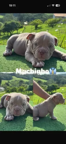Filhotes American bully