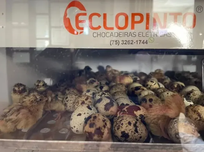 Codornas gigantes e ovos férteis em Blumenau