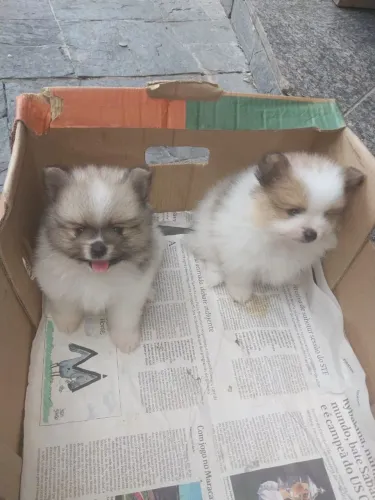 Lindos filhotes esperando para ir para a sua casa .