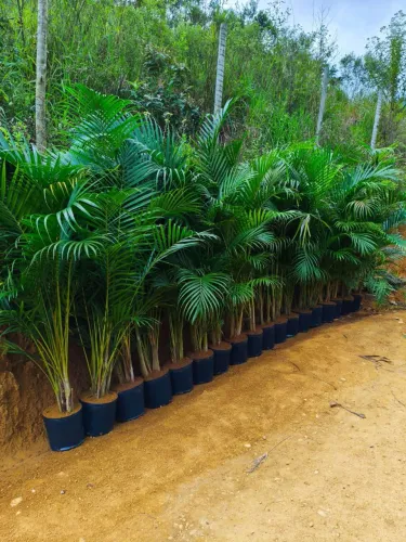 Palmeira areca 