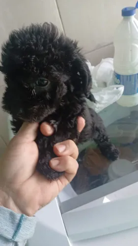 Filhotes de poodle