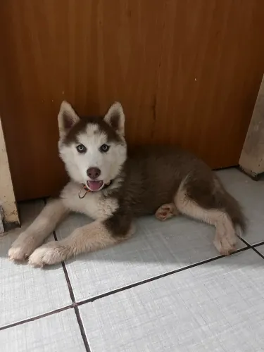 Husky siberiano 