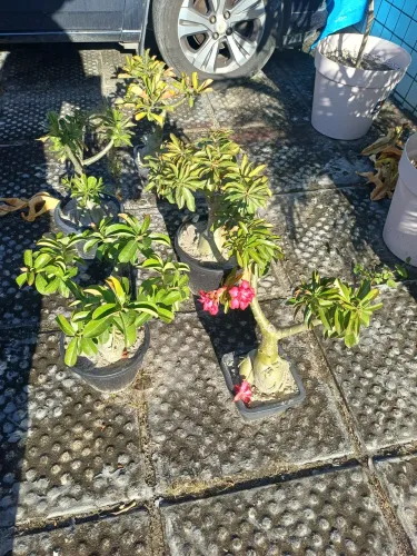Rosas do deserto com diversas cores