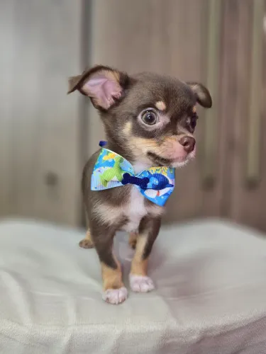 Chihuahua machinho pelo curto Chocotan