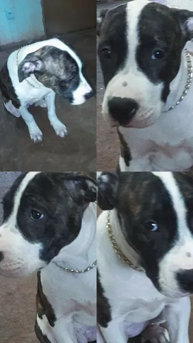 Vendo pitbull american staffordshire 