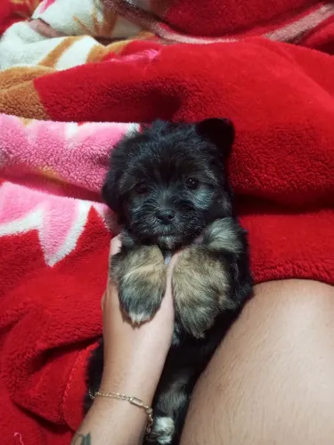 Vende-se 3 filhotes de Shitzu, interessados entrar em contato?