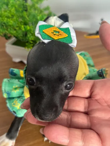 Pinscher fêmea zero