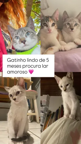 Gatinho lindo procura lar amoroso para adoção responsável