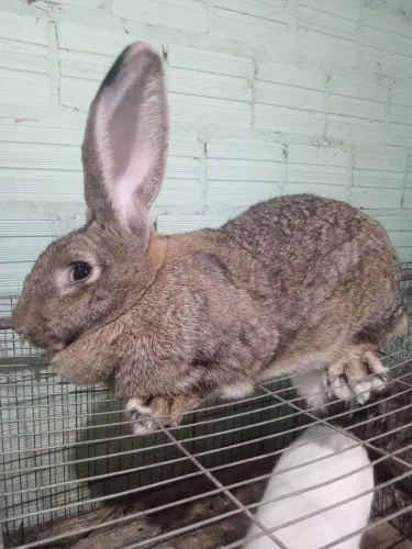 Trio de flandres a venda 