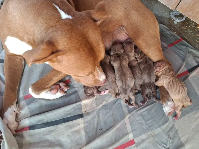 Filhotes de pitbull 