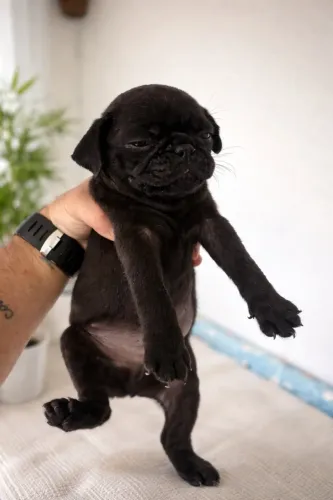 Cachorrinho PUG 