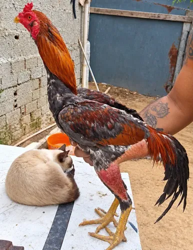 Galo Carioca posturado 250