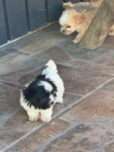 Vendo 1 Shitzu machinho, branco e preto!! O último disponível