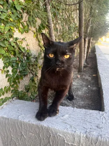 Gatinha Castrada para adoção