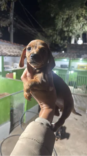 Basset fêmea e macho