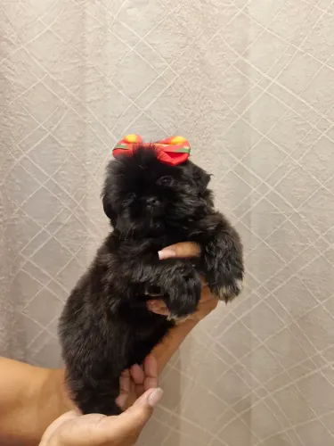 Shihtzu pretinha