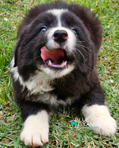 Filhote de Border Collie 
