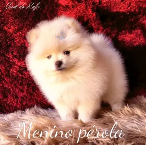 Spitz Alemão anão