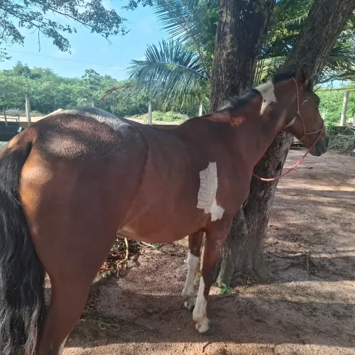 Egua palomina de esteira.