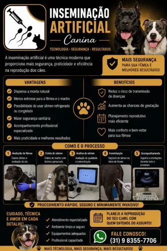 Inseminação artificial canina 