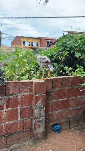 Frango da raça taura muito lindo e gigante 