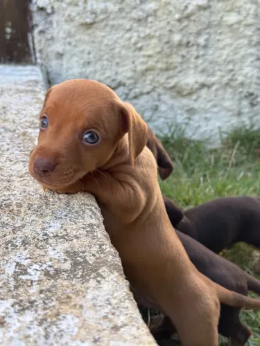 Salsichinha mini