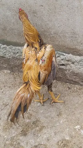 Frango índio 