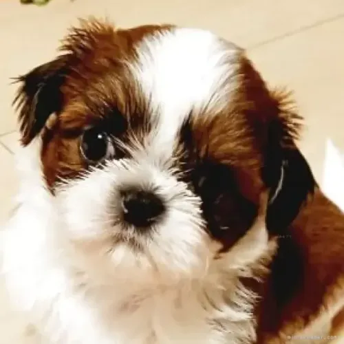 Cachorro Shih Tzu/ Shitzu de raça mansa baby macho e fêmea com pedigree e garantias