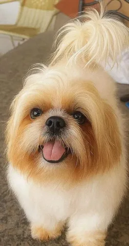 Filhotes Shih Tzu