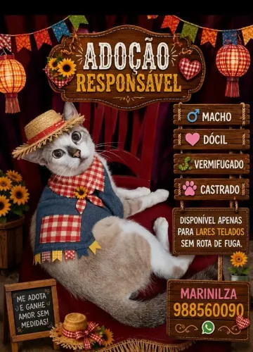 Gato para adoção 