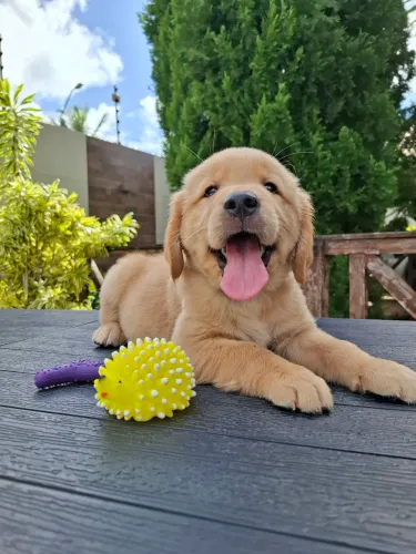 GOLDEN RETRIEVER BEBÊS