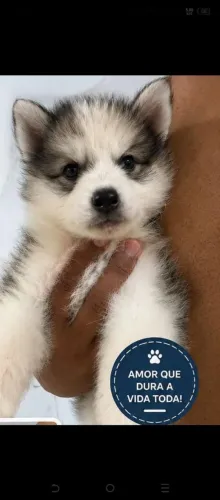 Vendo filhote dhusky siberiano fêmea 