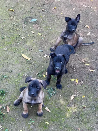 Vendo filhotes pastor belga Malinois 