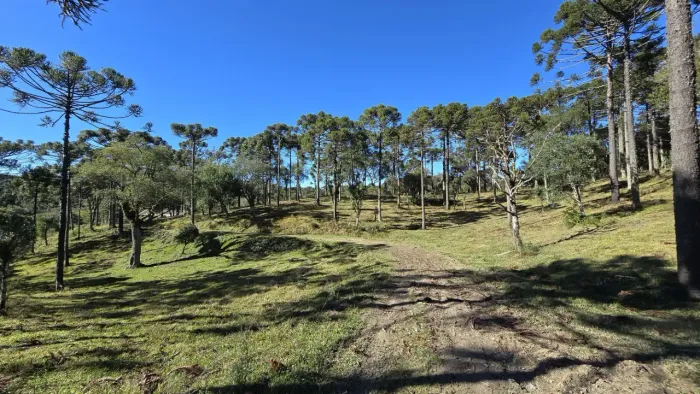 Terreno para plantio e moradia em Rio Rufino.