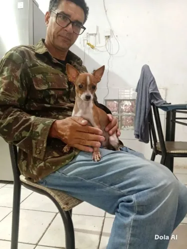 Pinscher zero pra venda ou cruza