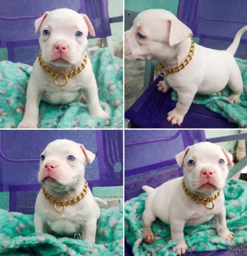 American Bully Macho 